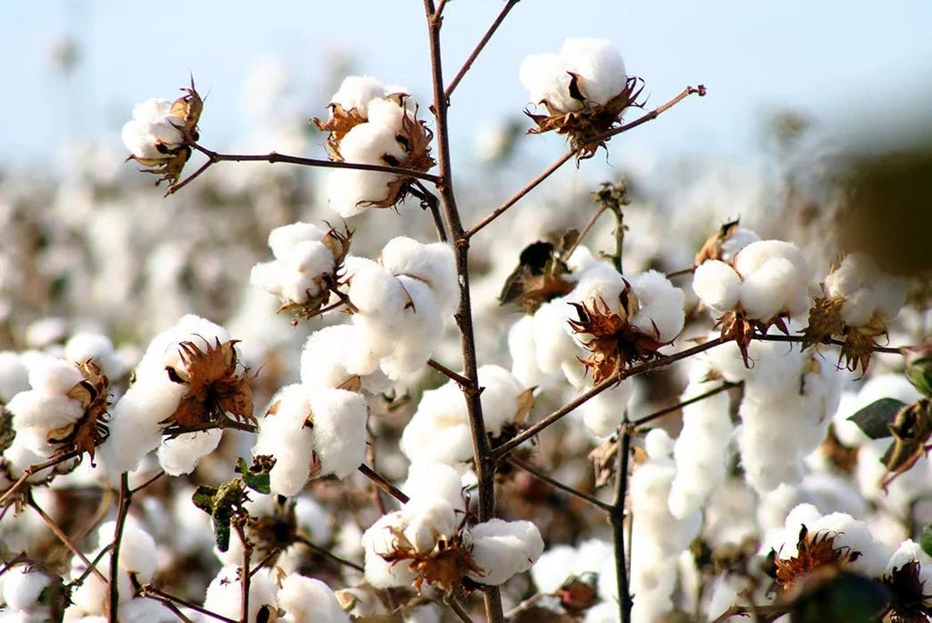 Fabric Spotlight- Organic Cotton - One Less