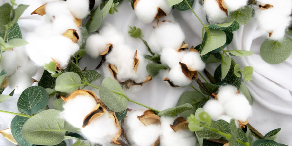 Farmer harvesting organic cotton by hand without synthetic pesticides